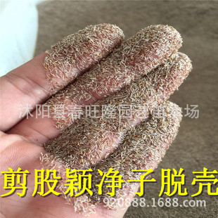 剪股颖草坪草籽 匍匐型草坪 剪股颖种子 细弱型草坪 发芽率高