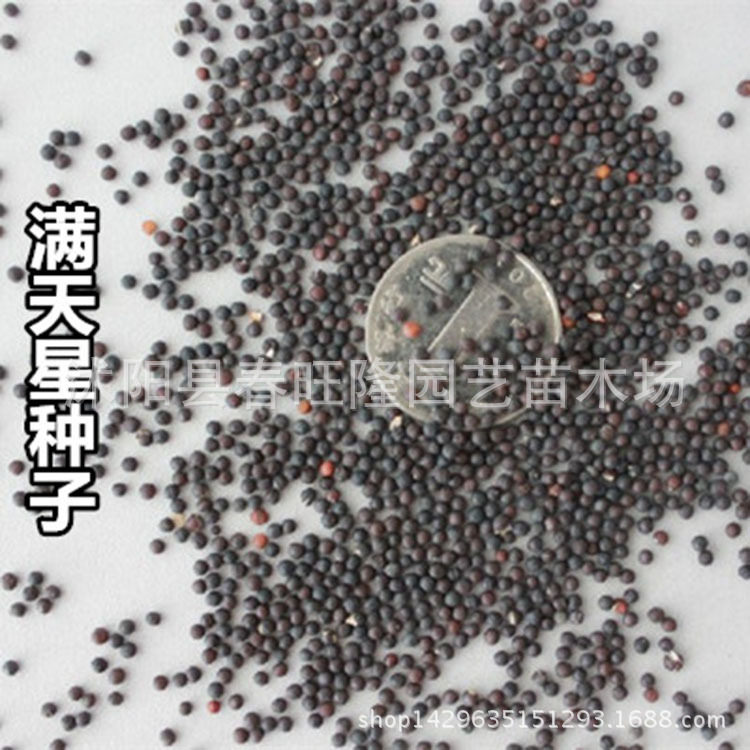景观花卉满天星种子