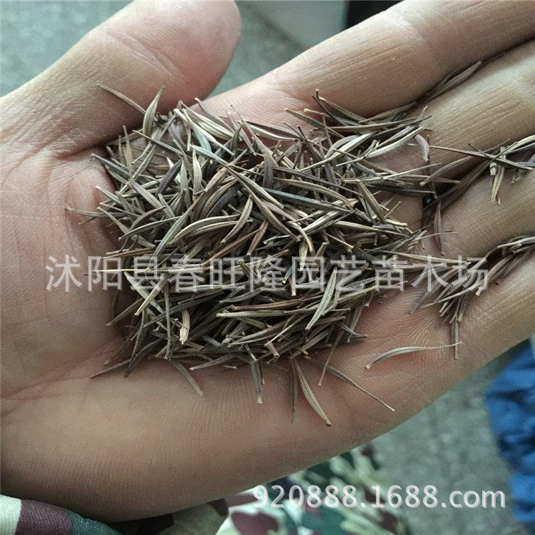 硫华菊种子 黄秋英种子 黄花波斯菊 硫化菊种子 黄色硫华菊籽