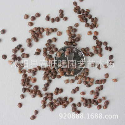 花卉发芽率高含羞草种子