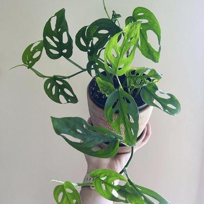 花与花器 米歇尔仙洞 芝士干酪仙洞长藤多孔龟背芋室内绿植盆栽