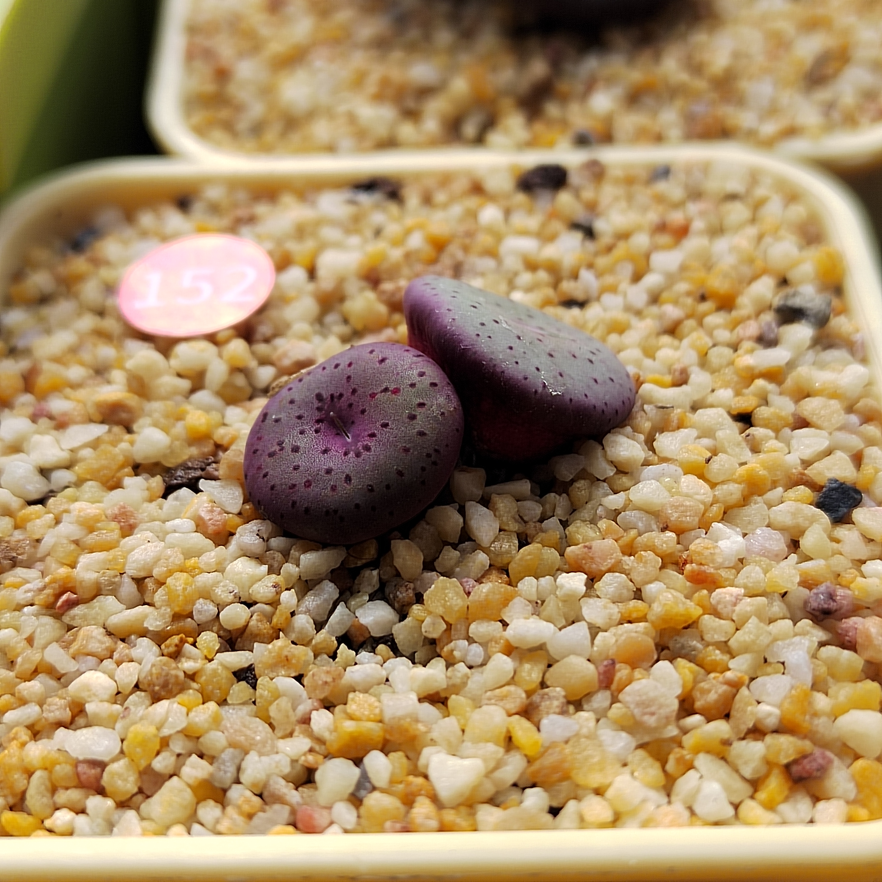 152#荷叶安贞多肉植物多年生母本整体尺寸2.5厘米