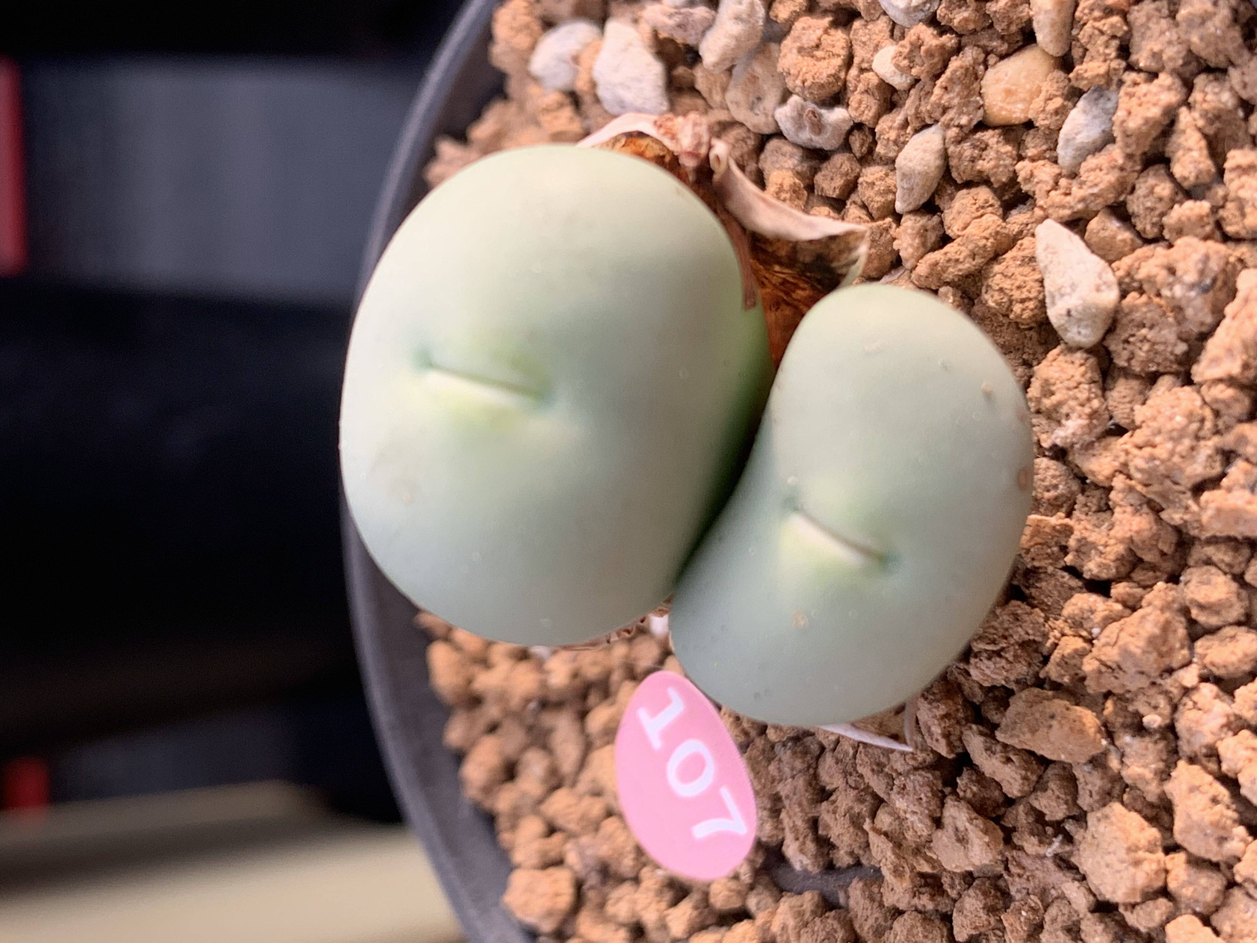 多肉植物小红嘴肉锥拉丁编号pageae,E Kabinaberg