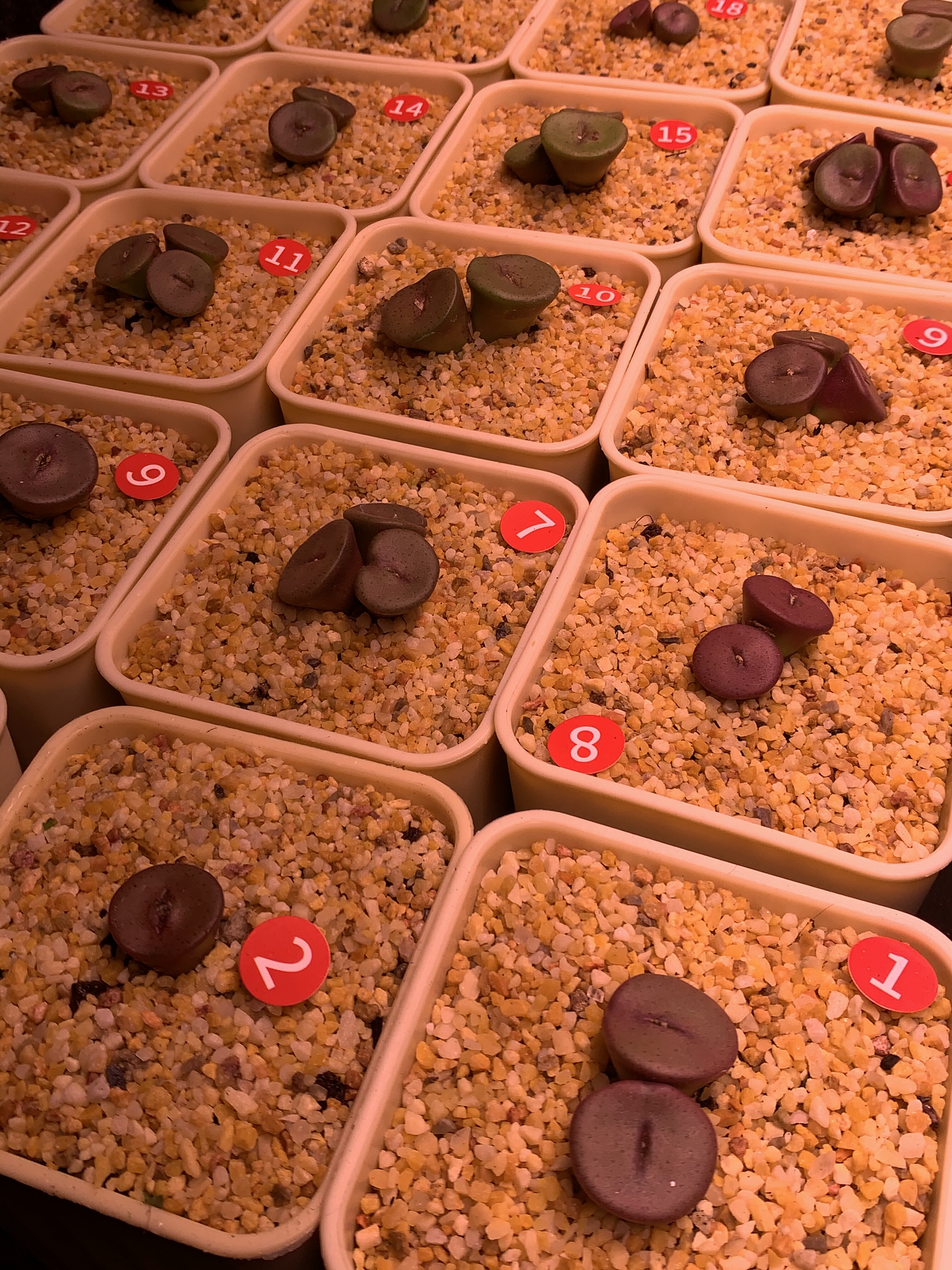 金币肉锥多肉植物五年多头老桩