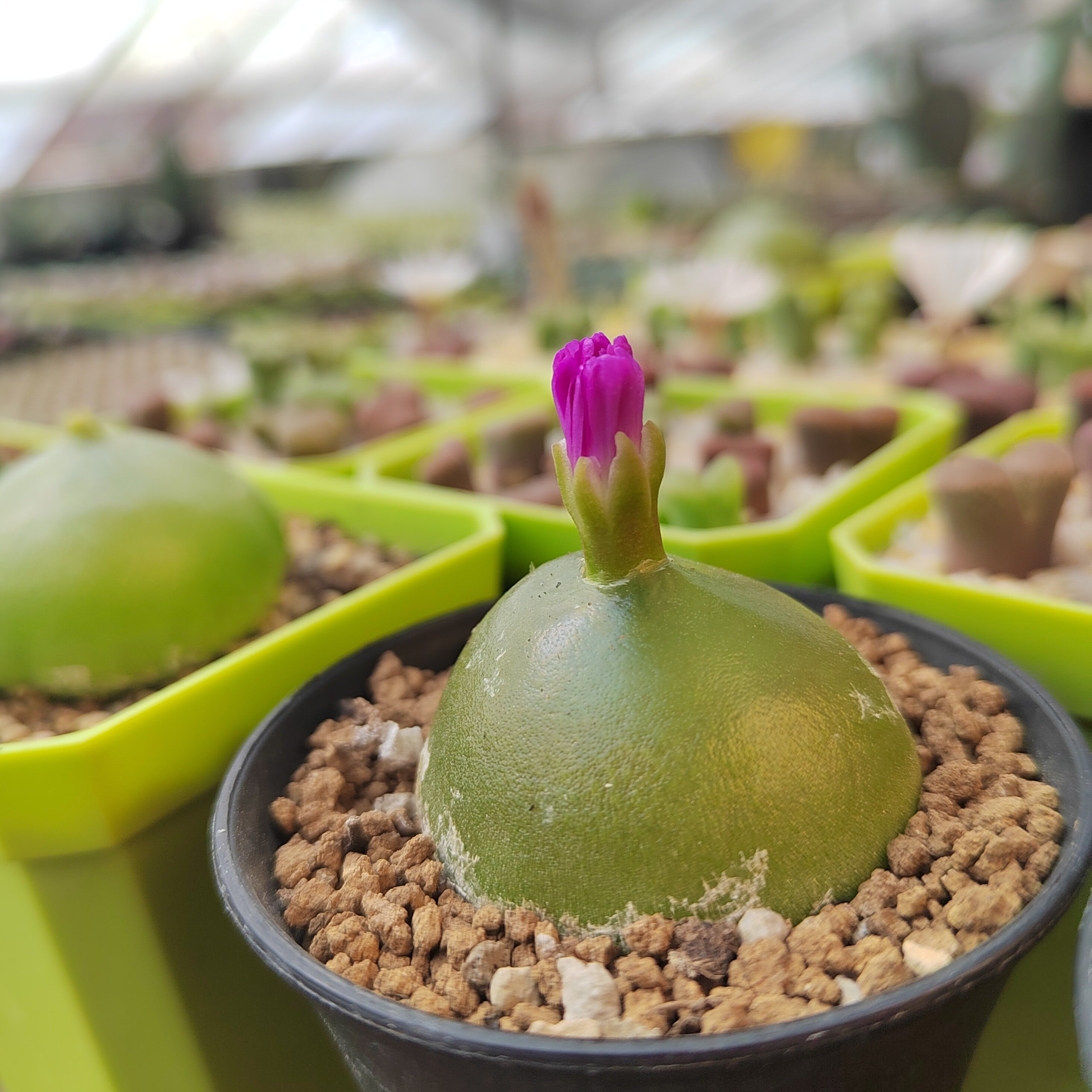 灯泡肉锥,多肉植物红灯泡六年母本3.6厘米102