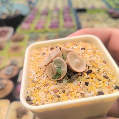 八头金币肉锥多肉植物