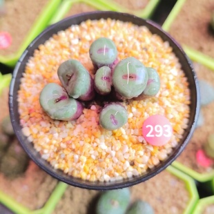 293#常年红小红嘴编号小红嘴单头尺寸1.2㎝所标价格为单头价格