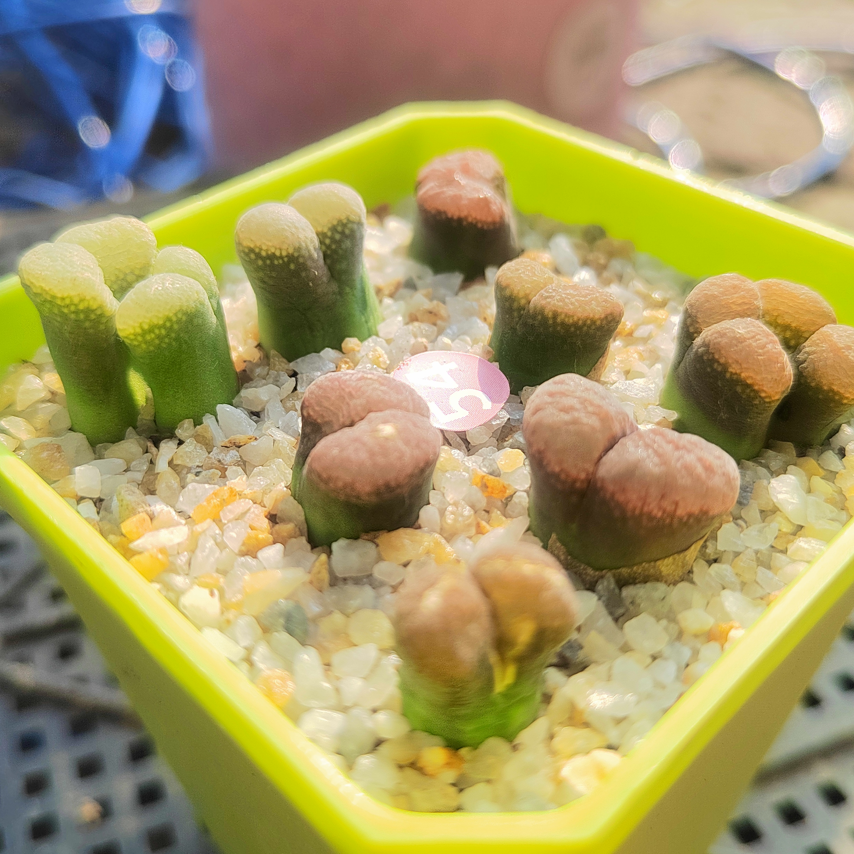 肉锥风铃玉，红风铃，绿风铃，橙色风铃，风铃玉一物一拍多肉植物