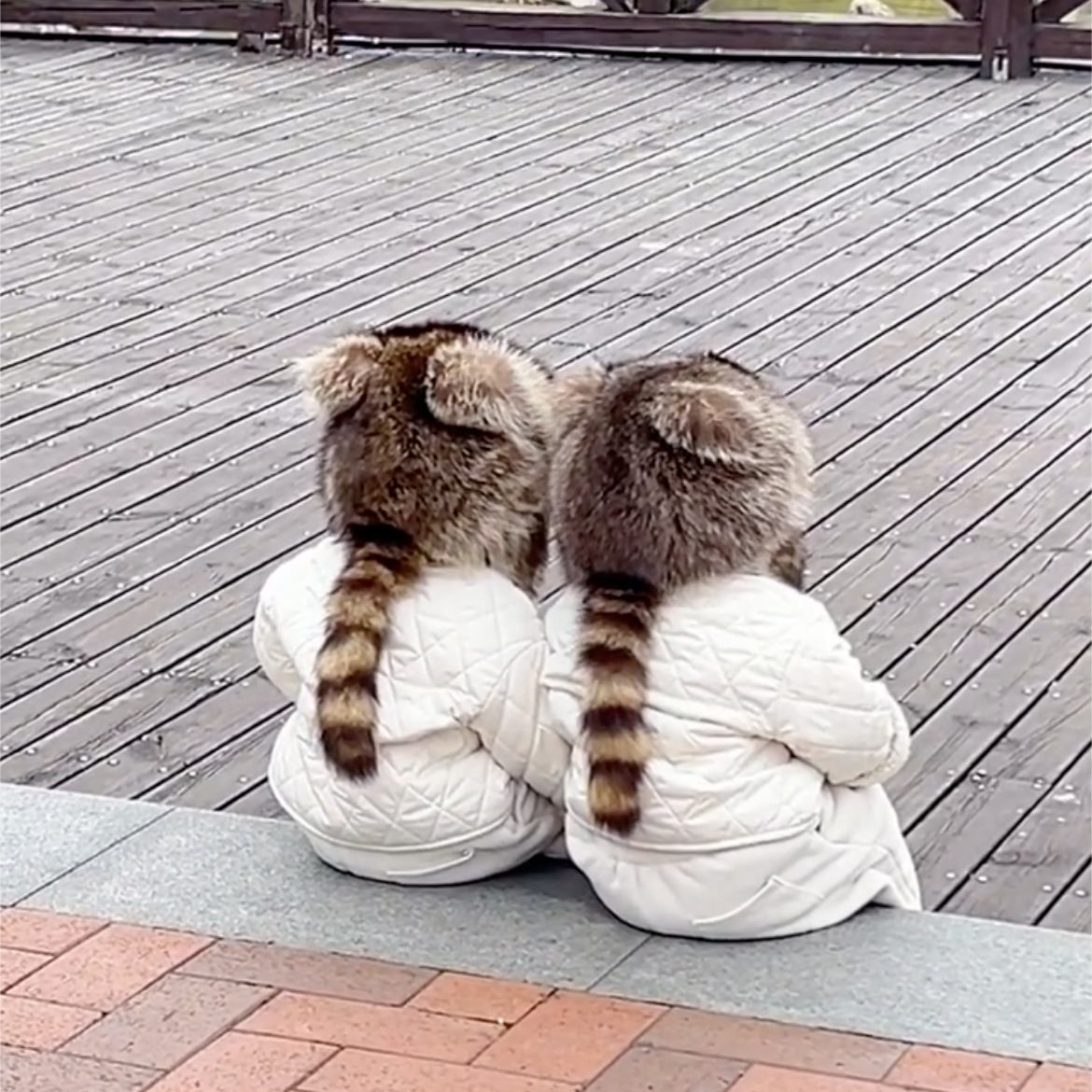 小浣熊尾巴帽子成人哈尔滨防寒仿貉毛雷锋帽冬儿童保暖可爱皮草帽