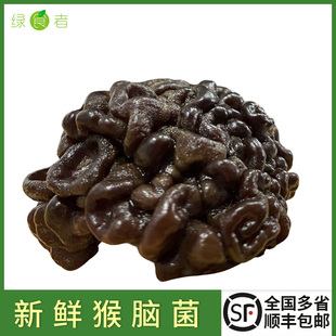 新鲜猴脑菌500g/包 核桃菌玛卡菌参花菌菇黑球菌 爽脆嫩滑火锅