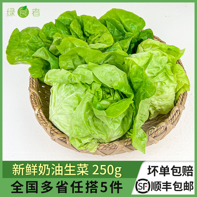 新鲜奶油生菜250g生吃沙拉蔬菜图片