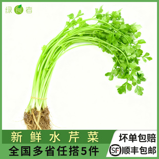 新鲜水芹菜 带长根 应季时令蔬菜 现摘小叶现挖现发 顺丰满5件