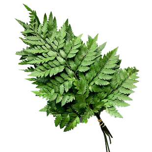 新鲜高山羊齿叶1捆5支 杨子叶 芒叶草叶蕨 酒店西餐糕点摆盘装饰