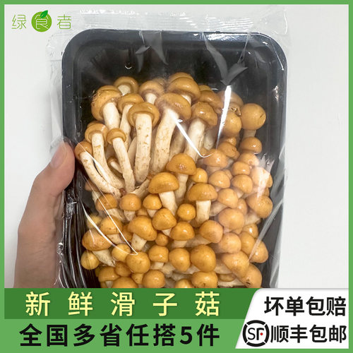 新鲜滑子菇200g/盒 无水食用菌现采现发炒菜口感滑脆 多省5件包邮