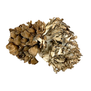 新鲜灰树花舞茸150g/盒 食用灰树菇高山栗蘑菌菇菊花菌 满5件包邮