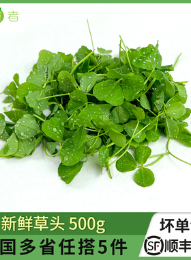 新鲜草头500g 上海本地农家三叶菜新鲜蔬菜金花菜苜蓿草 含水湿的