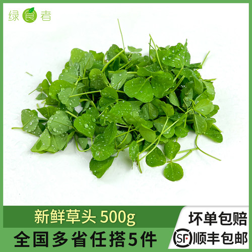 新鲜草头500g苜蓿草农家新鲜蔬菜