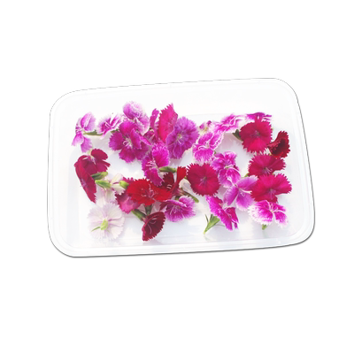 新鲜石竹花西餐日料菜品装饰点缀