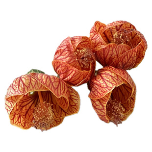 新鲜灯笼花金铃花 酒店日料西餐料理摆盘点缀花朵花瓣 5件包邮