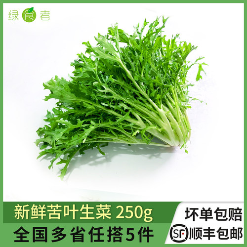 新鲜苦菊生菜生吃沙拉蔬菜食材