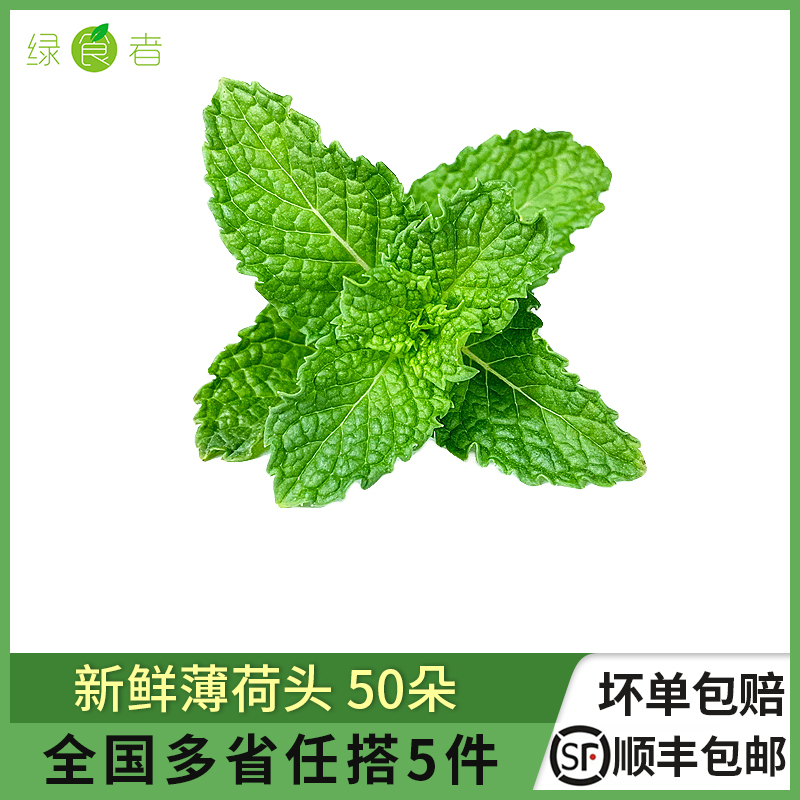 新鲜可食用薄荷调酒茶饮装饰用