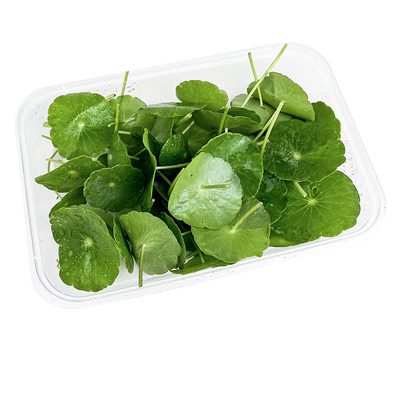 新鲜铜钱草1盒摆盘装饰