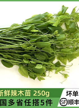 新鲜辣木苗姑娘菜酒店特殊食材