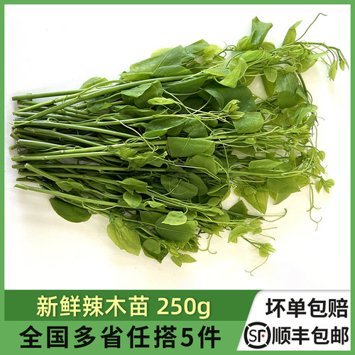 新鲜辣木苗姑娘菜酒店特殊食材