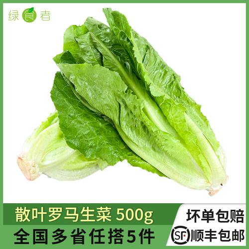 绿食者散叶罗纹凯撒沙拉新鲜蔬菜
