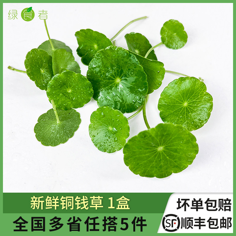 新鲜铜钱草40片/盒 旱金莲叶 西餐酒店日料摆盘装饰点缀花草