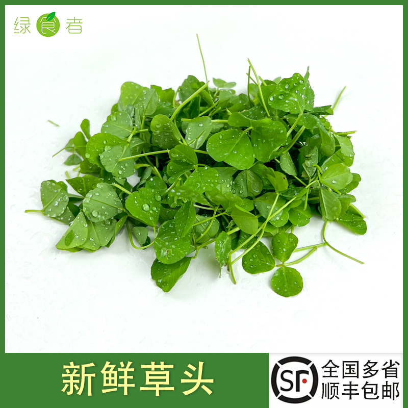 新鲜草头 上海本地农家三叶菜金花菜野菜新鲜蔬菜本地草头 湿的 水产肉类/新鲜蔬果/熟食 其它 原图主图