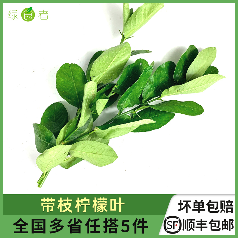 新鲜柠檬叶西餐调味香料配料