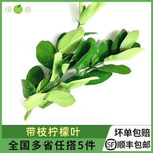 新鲜带枝柠檬叶青柠叶冬阴功烫调味香料西餐火锅料理配料柠檬叶