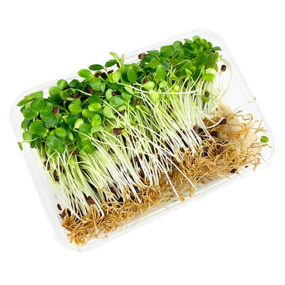 新鲜香椿苗1盒摆盘装饰材料