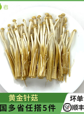 食用黄金针菇火锅煲汤炒菜食材