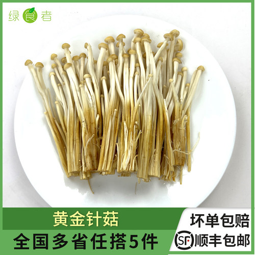 食用黄金针菇火锅煲汤炒菜食材