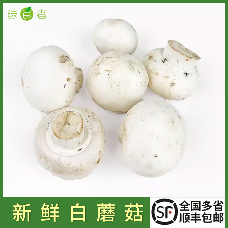 新鲜蘑菇约250g/盒 口蘑 食用菌菇白蘑菇口菇双孢菇 煲汤炒菜蔬菜