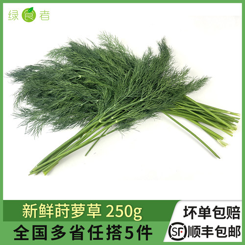 莳萝草250g西餐酒店食用香料