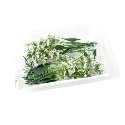 新鲜蕾丝花摆盘装饰材料