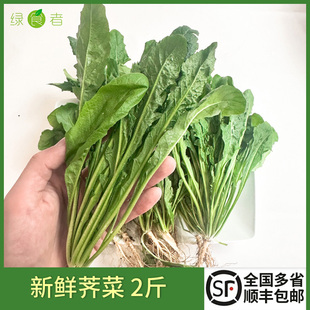 新鮮薺菜2斤 野菜農(nóng)家蔬菜現(xiàn)挖野生香薺菜新鮮菜餛飩餃子餡食材