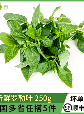 绿食者 罗勒叶250g 新鲜蔬菜西餐可食用香料青酱调料 5件包邮