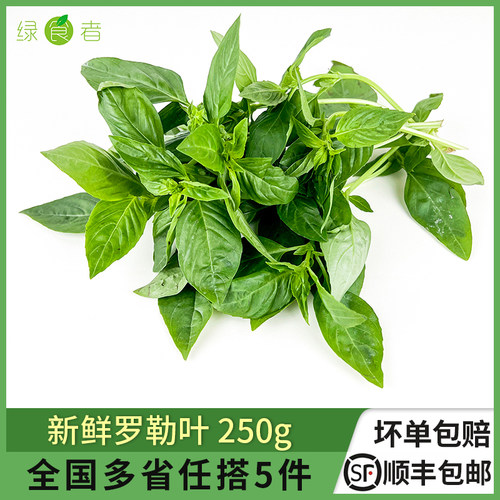 罗勒叶250g西餐新鲜蔬菜香料