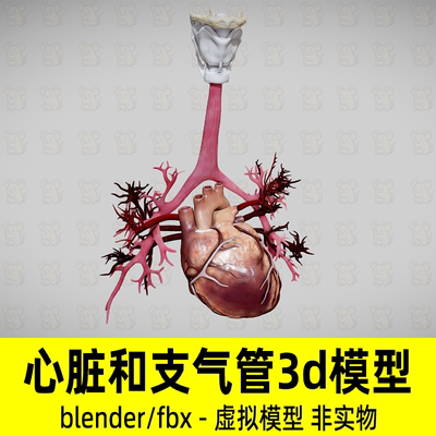 Blender人体器官心脏maya医学人体结构模型心脏解剖3d模型2K贴图