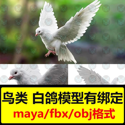 maya fbx写实模型鸟类白鸽模型骨骼绑定肌肉影视3d模型turbosquid