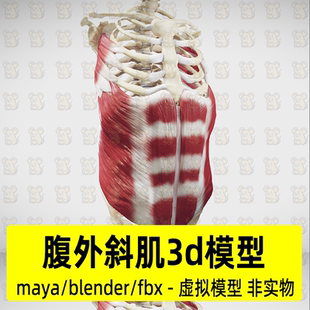 maya人体肌肉模型腹外斜肌腹直肌腹白线blender人体骨骼骨架模型