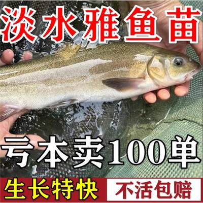 雅鱼苗裂腹鱼苗细鳞鱼苗阴河阳鱼苗淡水养殖冷水特种鱼苗雅安三绝