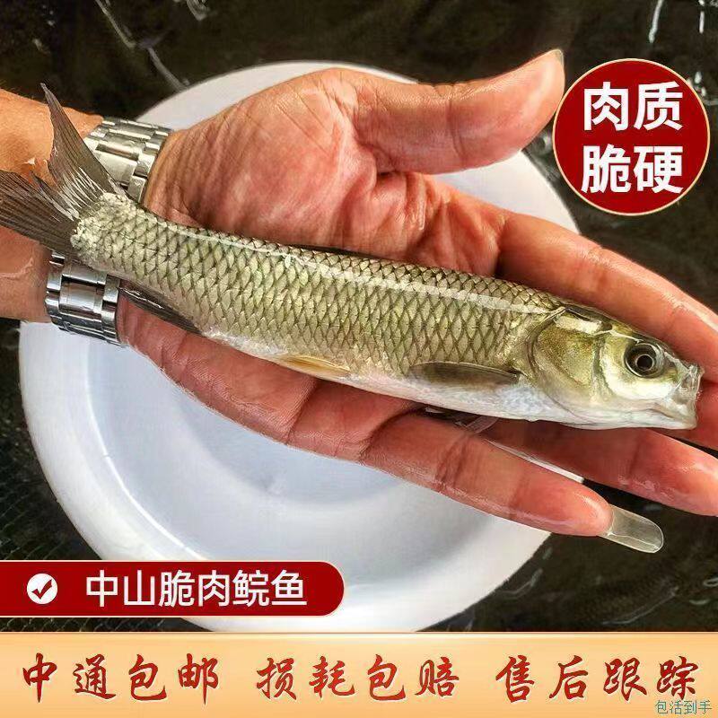 鲜活中山脆肉鲩鱼苗 脆鲩鱼苗草鱼苗大特大号草鲩鱼淡水鱼塘养殖