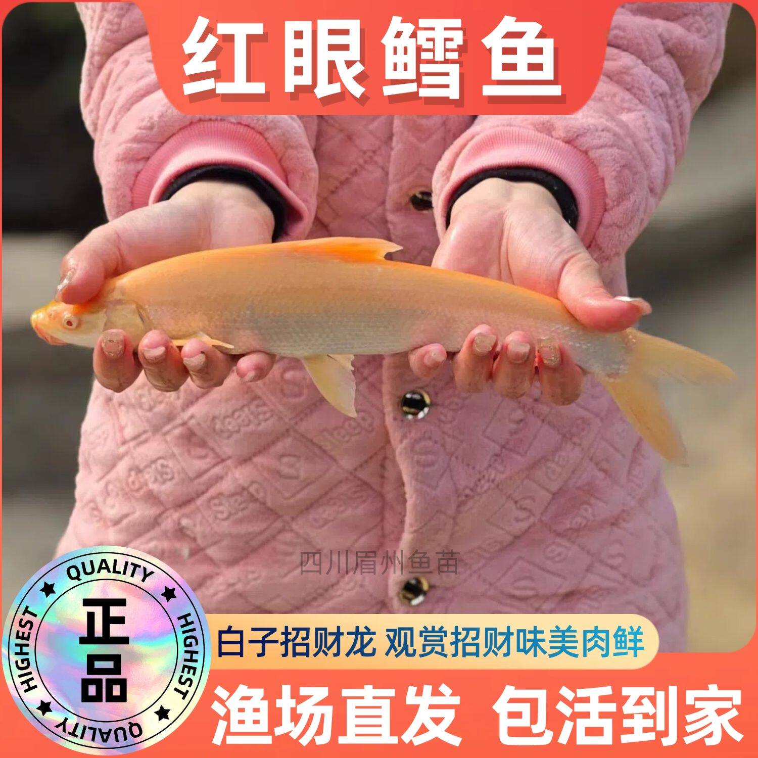 红眼鳕鱼银白子招财龙赤
