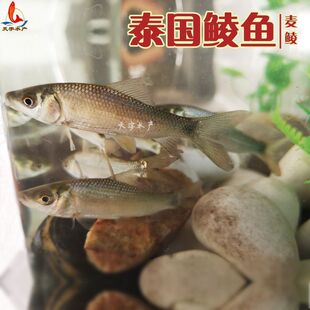 麦鲮鱼苗土鲮鱼苗泰国鲮鱼苗麦穗鱼草鱼苗食蚊鱼龙鱼饲料活体鱼苗