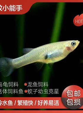 超长食蚊鱼冷水观赏鱼热带淡水工具鱼繁殖乌龟灭蚊幼虫活体饲料